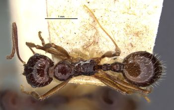 Media type: image;   Entomology 20606 Aspect: habitus dorsal